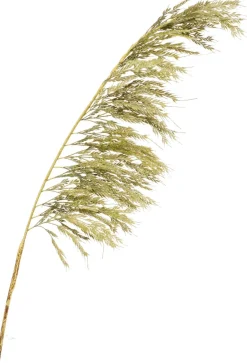 Pampas konstgjord växt 125 cm